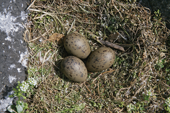 Eggs give a picture of what the herring gull mothers were exposed to prior to laying.
