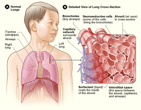 The anatomy of the alveoli, which enables gaseous oxygen to enter the bloodstream with each breath